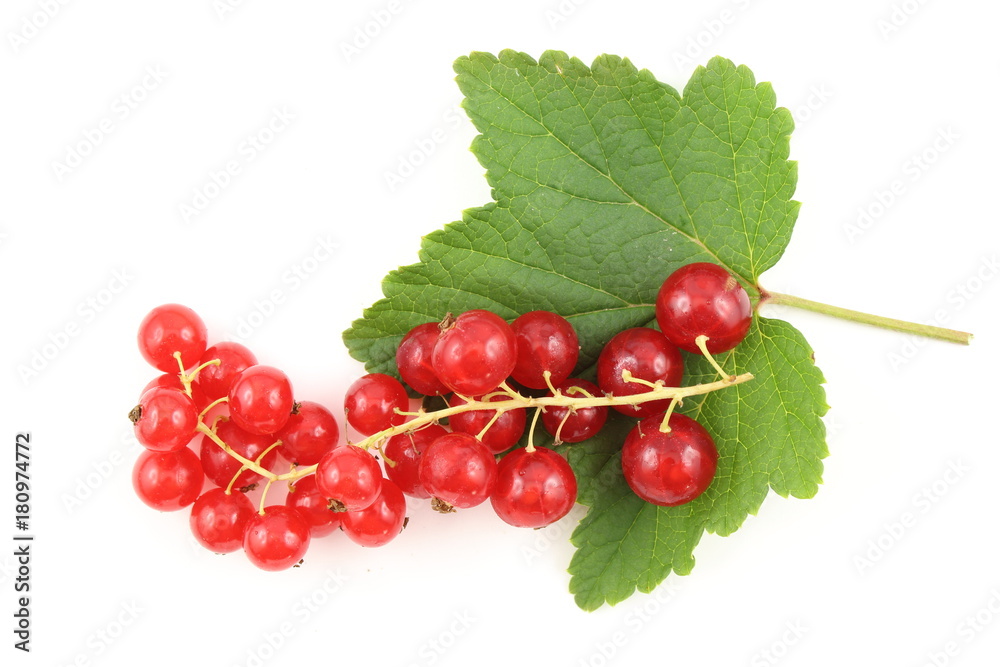 fresh red currant fruits isolated on a white background fresh red currant fruits isolated on a white background