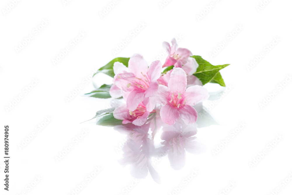 Beautiful flowers Weigela Beautiful flowers Weigela