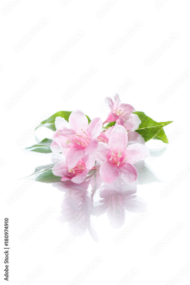 Beautiful flowers Weigela Beautiful flowers Weigela