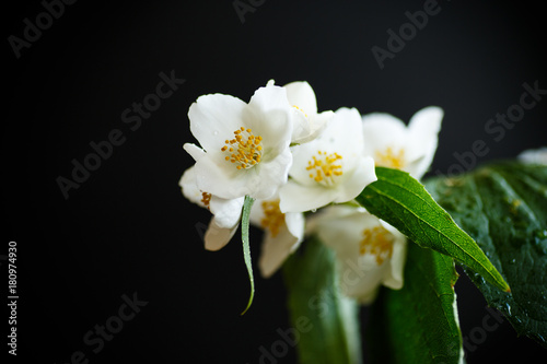 White jasmine flower