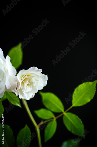 Blooming beautiful white rose