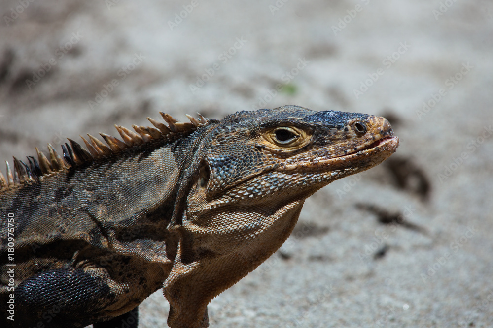 Fototapeta premium Iguane - Costa Rica