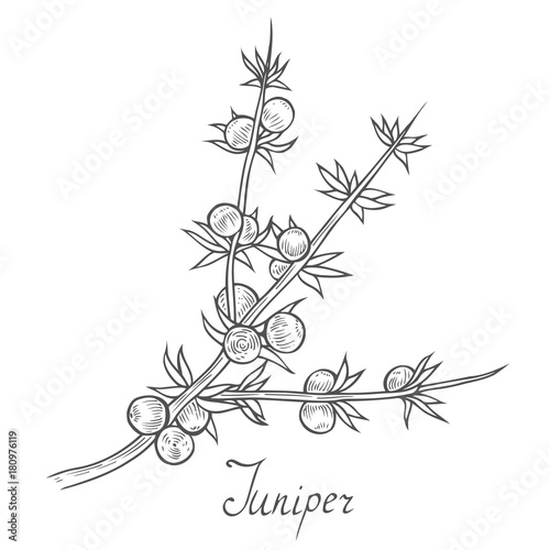 Juniper branch with berries