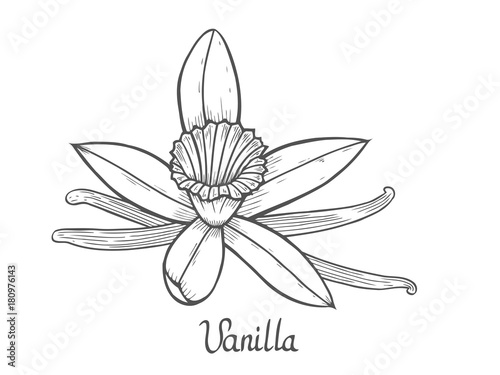 Vanilla flower plant