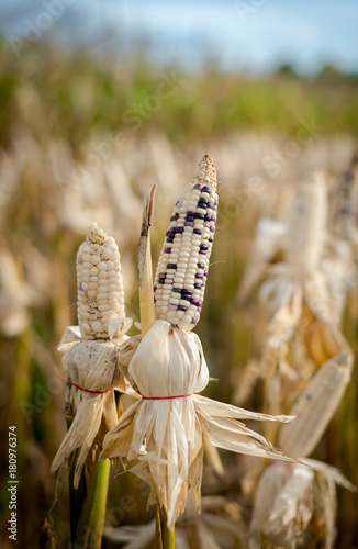 Corn in a corn field ready for harvest photo