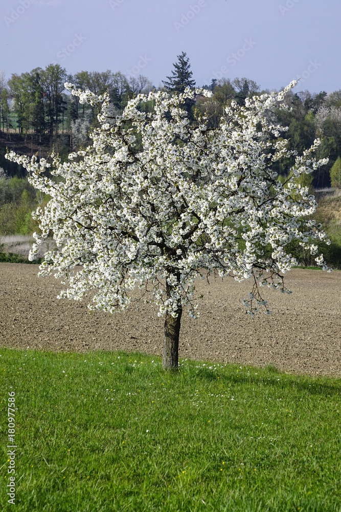 Obraz premium Flowering Cherry Tree