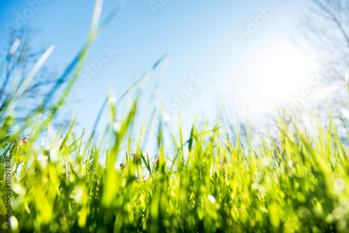 spring grass and flowers background