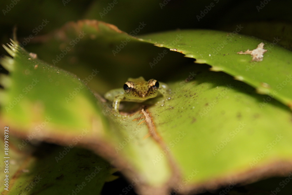 kleiner grüner Frosch auf einem Blatt kleiner grüner Frosch auf einem Blatt