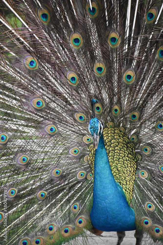 Fototapeta premium Peacock In Open Feathers