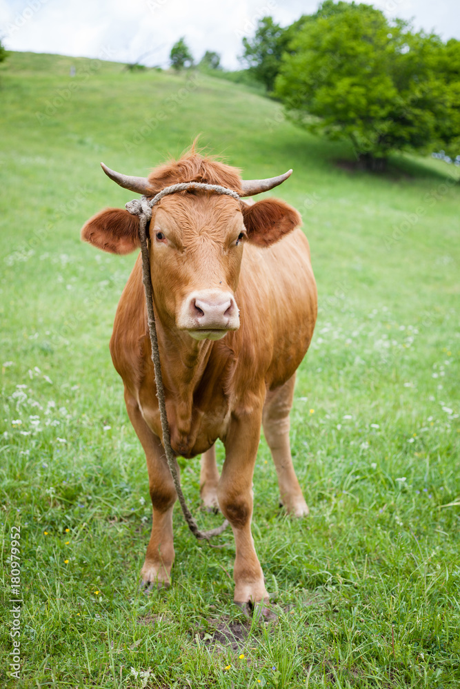 Polish red cow on a green pasture, looking at camera