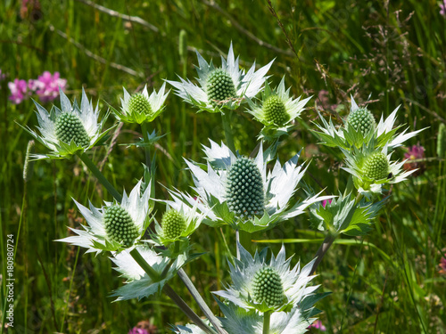 Amethyst Sea Holly or Eryngo flower buds close-up, selective focus, shallow DOF photo