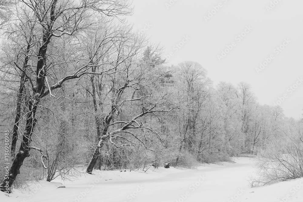Obraz premium Winter forest with snow