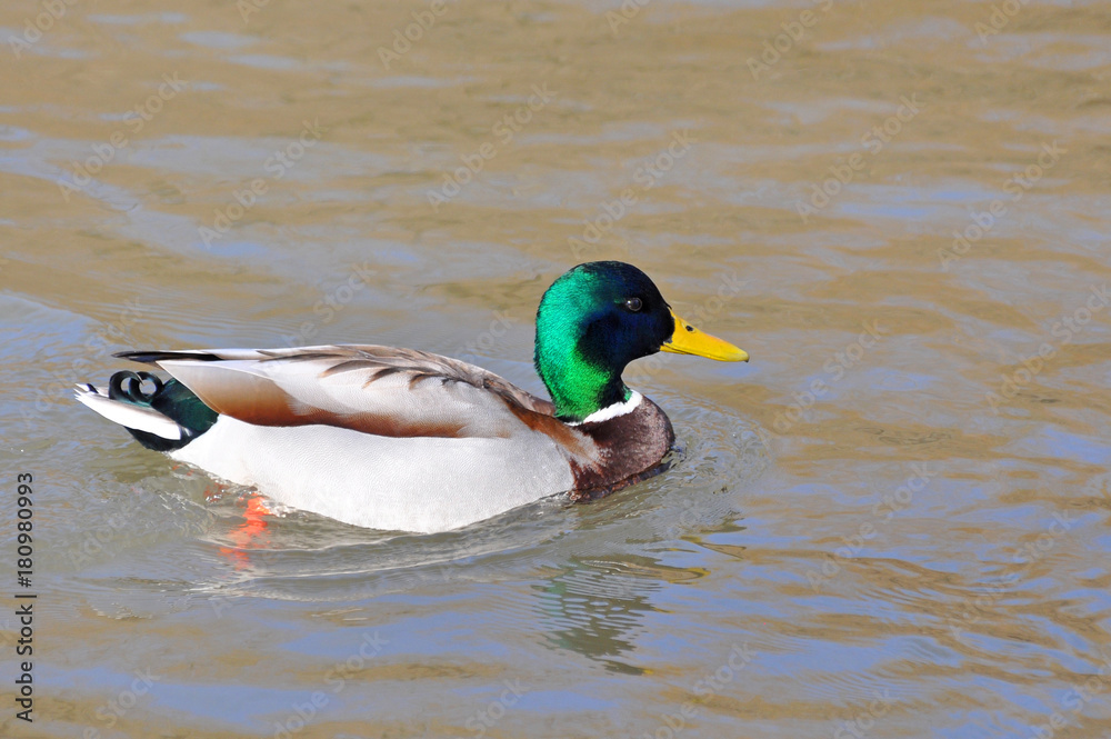 Mallard Ducks swimming in the river. Wild duck in river