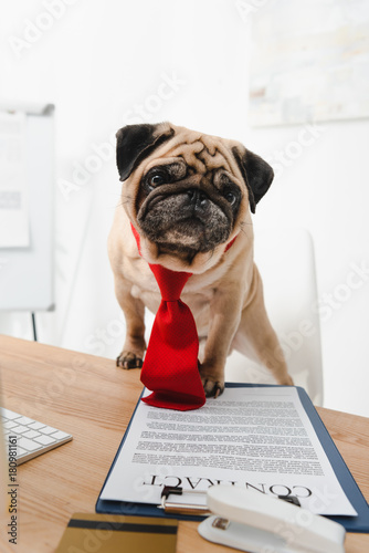 business dog with contract © LIGHTFIELD STUDIOS