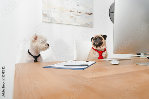 Photography business dogs in office