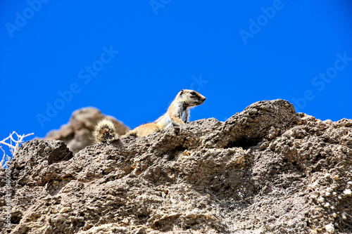 Chipmunk on a rock looking away in Fuerteventura