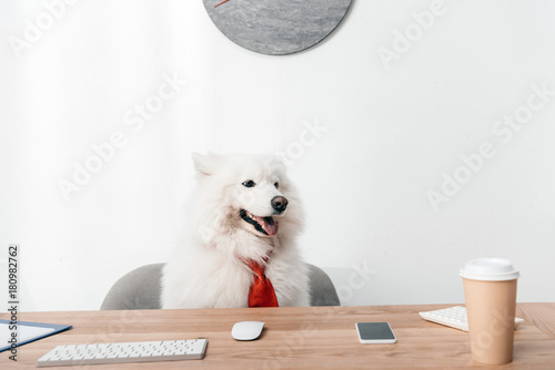 samoyed dog in necktie at workplace