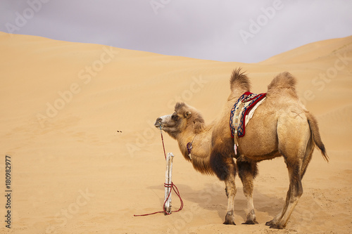 camel, badain jaran-china photo