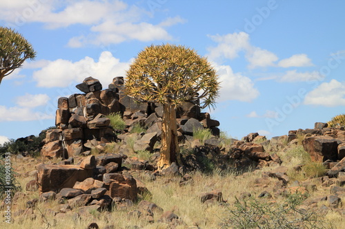 Photography Quiver Tree growing in dolerite rock landscape in Namibia