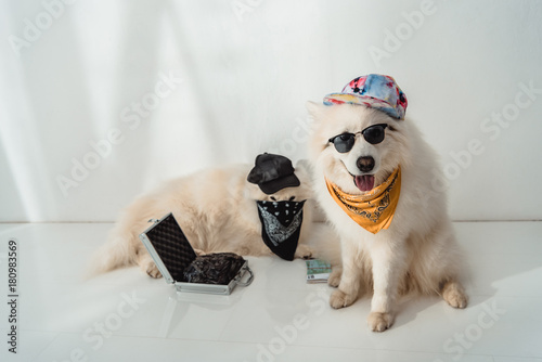Photography criminal dogs