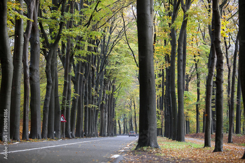 Fototapeta Naklejka Na Ścianę i Meble -  car on road in autumnal forset near austerlitz on utrechtse heuvelrug in holland