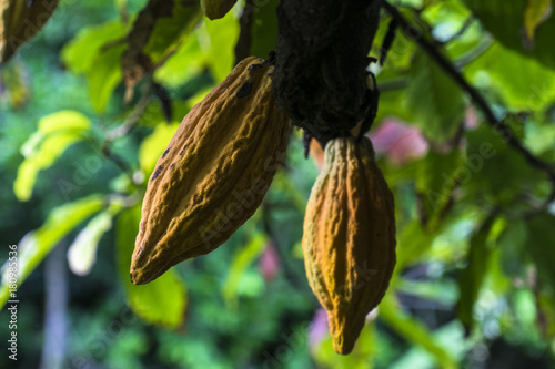 Dent of cocoa, Concord waterfall, Grenada, West Indies