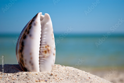 sea beautiful shell with white edges and purple back stands vertically on yellow sand against the background of blue sea and white wave blue sky summer vacation vacation
