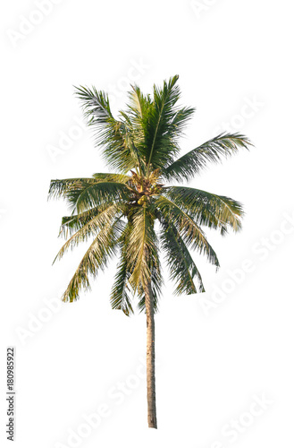 Coconut palm tree on white isolated