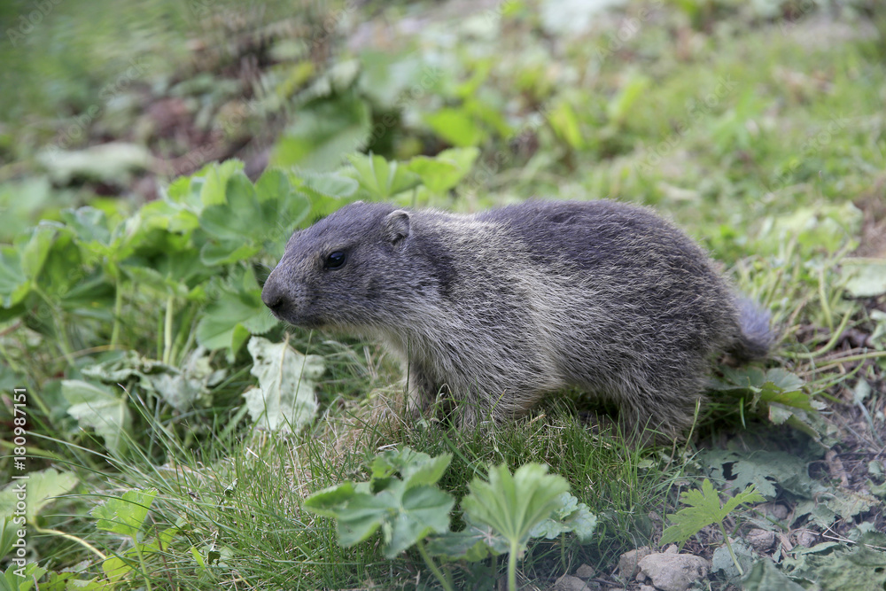 Murmeltier auf Bergwiese, Marmota marmota Murmeltier auf Bergwiese, Marmota marmota