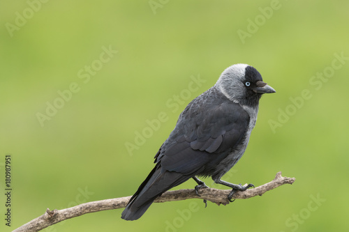 Western jackdaw photo