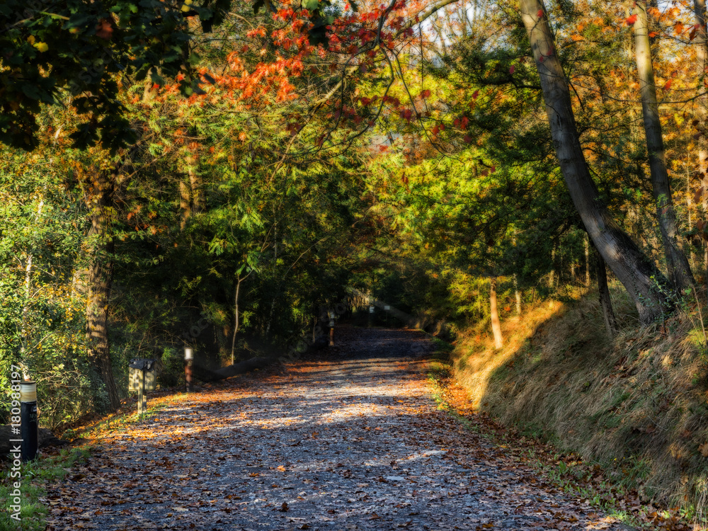 Autumn path