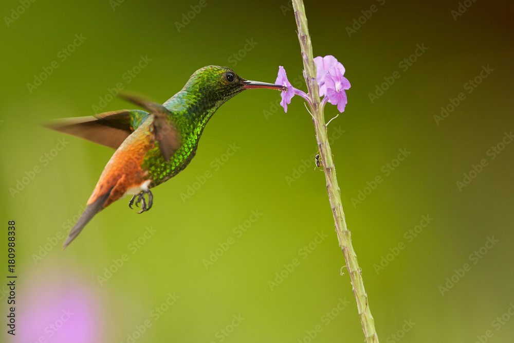 Obraz premium Shining green hummingbird with coppery colored wings and tail Copper-rumped Hummingbird Amazilia tobaci hovering and feeding from violet flower. Colorful distant green background.Tobago and Trinidad