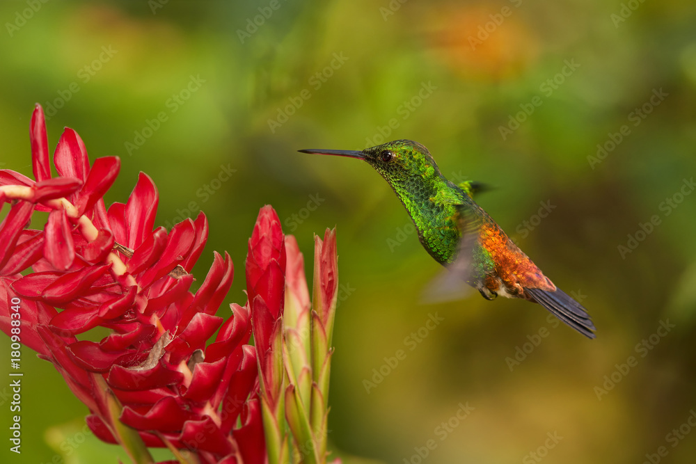 Fototapeta premium Shining green hummingbird with orange and blue tail, Copper-rumped Hummingbird Amazilia tobaci hovering over red flower. Colorful distant green and orange background. Trinidad and Tobago.