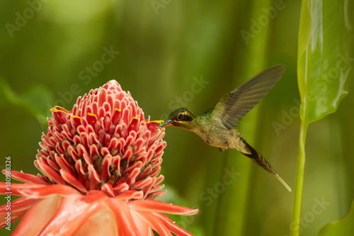 Adroit, longtail wild green hummingbird Green Hermit Phaethornis guy feeding from Red Torch Ginger Flower in acrobatic position. Wild hummingbird in the Main Ridge forest. Trinidad & Tobago. photo