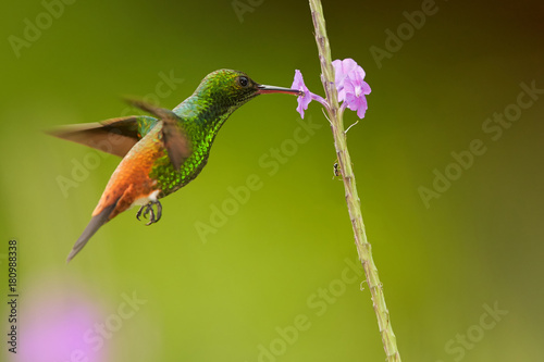 Shining green hummingbird with coppery colored wings and tail Copper-rumped Hummingbird Amazilia tobaci hovering and feeding from violet flower. Colorful distant green background.Tobago and Trinidad photo