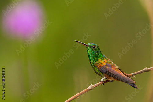 Shining green hummingbird with coppery colored wings Copper-rumped Hummingbird, Amazilia tobaci, perched on twig against colorful distant green background with violet flower. Trinidad and Tobago.