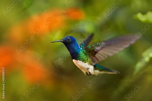 Close up photo, beautiful shining blue hummingbird, White-necked Jacobin Florisuga mellivora hovering in the air. Blurred colorful flowers in background, nice bokeh. Rain forest, Colombia.