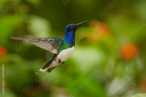 Close up photo, beautiful shining blue hummingbird, White-necked Jacobin Florisuga mellivora hovering in the air. Blurred colorful flowers in background, nice bokeh. Rain forest, Trinidad and Tobago.