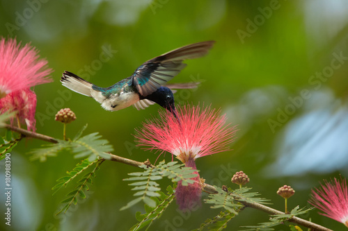 Close up photo of beautiful shining blue hummingbird, White-necked Jacobin, Florisuga mellivora, feeding on nectar from red, brush flower of Albizia tree. Mimosa flowers in background. Trinidad.