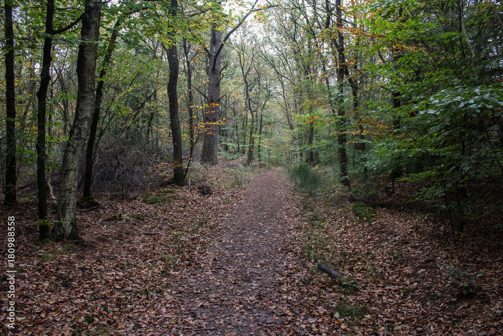 Veluwe forest path in autumn Veluwe forest path in autumn