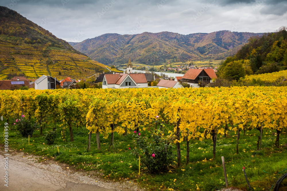 Obraz premium Famous vineyards in Wachau, Spitz, Austria