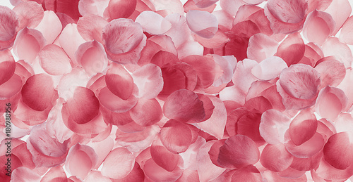 fondo de pétalos de rosas photo