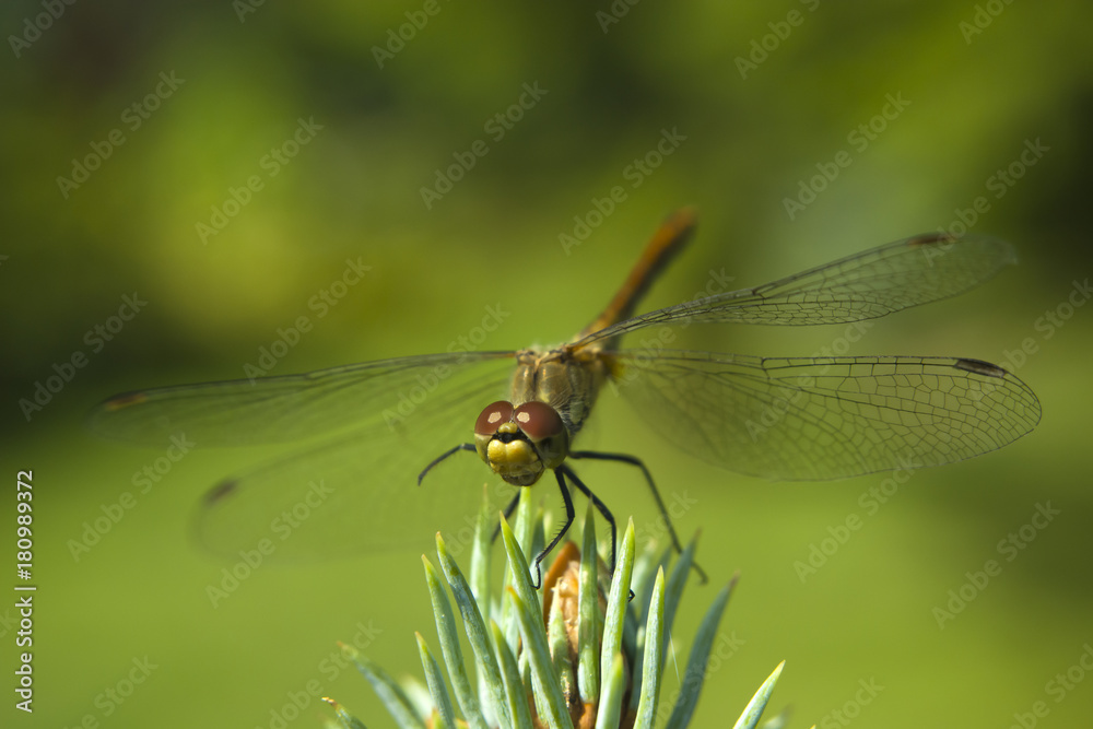 Large brown dragonfly - closeup Large brown dragonfly - closeup