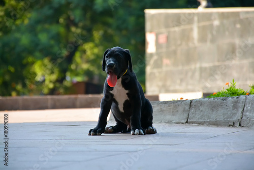 Puppies of the Great Dane walk in the park