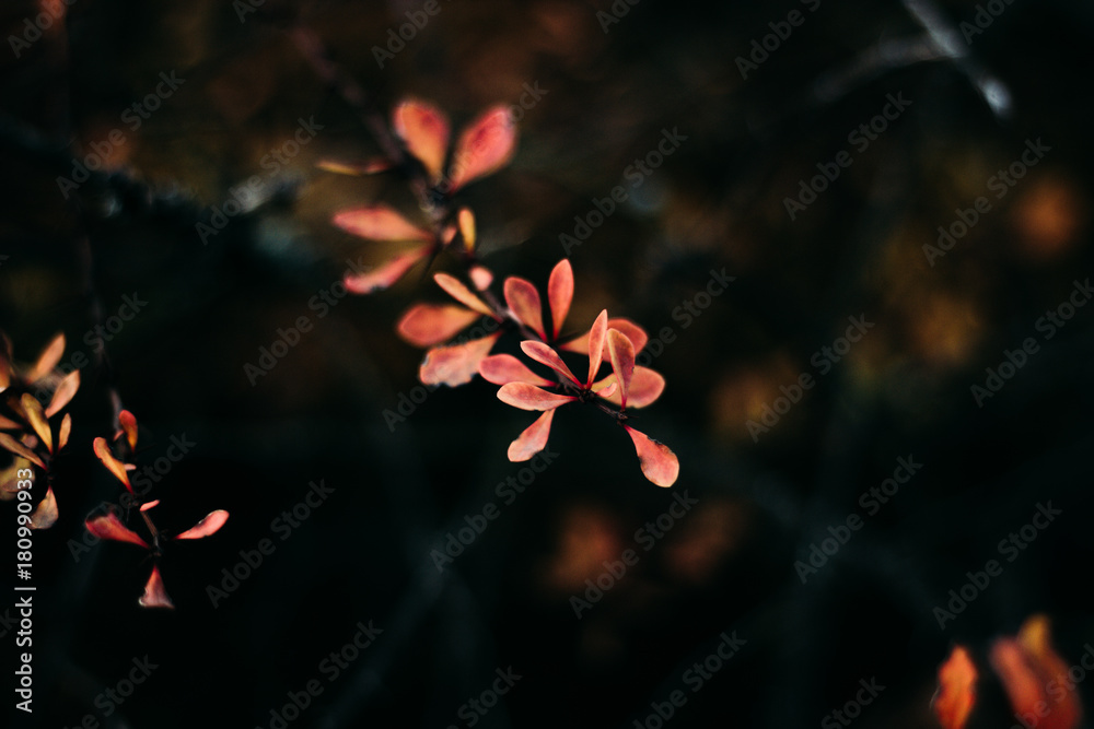 Red fruits of burberry (or Bérberis vulgáris) on black branch with leafs.  Evergreen shrubs plant from tropical regions. Stock Photo | Adobe Stock