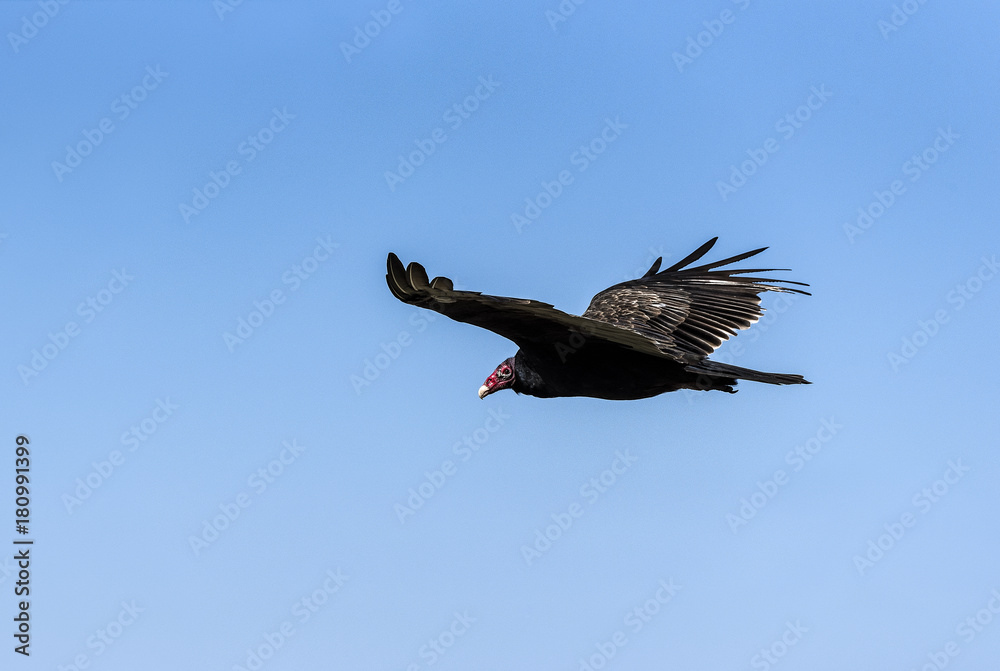 Obraz premium Turkey Vulture