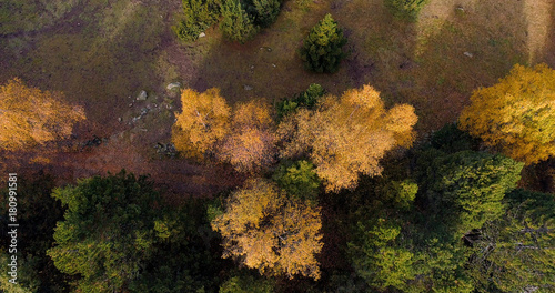 forêt en automne