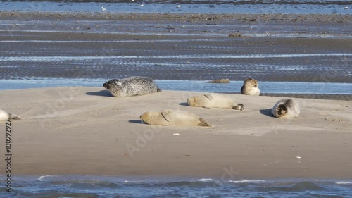 Seals relaxing on sandbank in the Wadden sea near the island Fano in Denmark photo