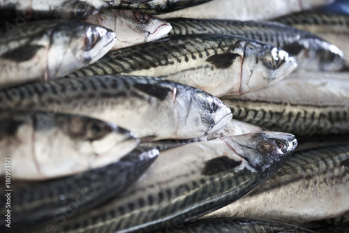 fresh fish in a fishshop