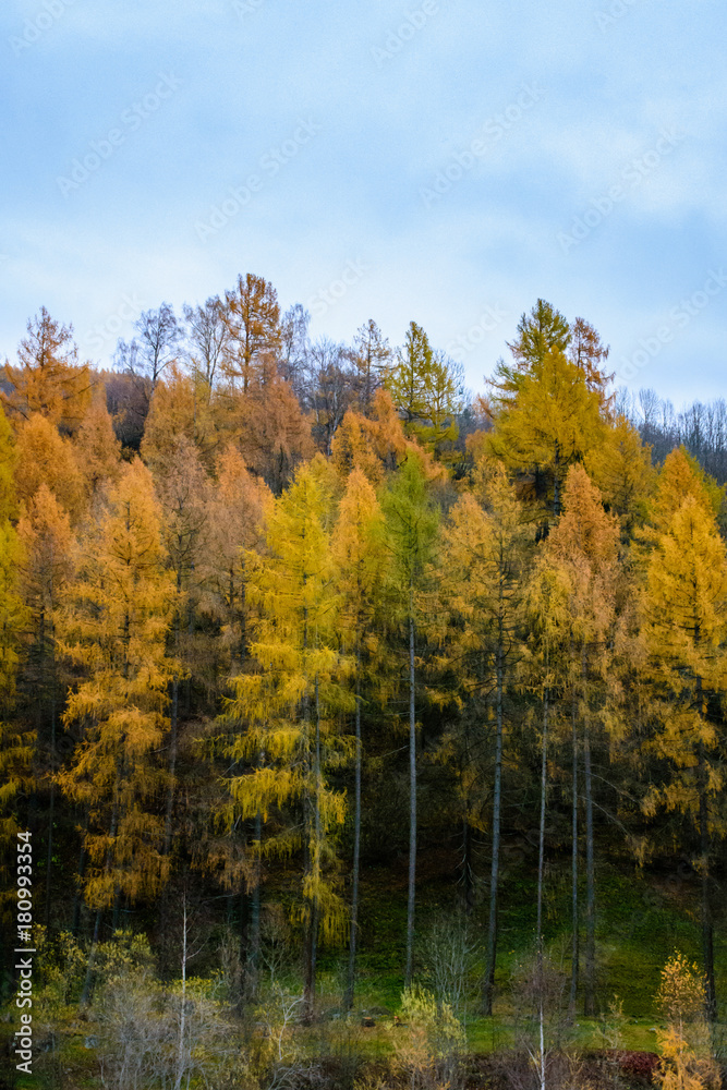 autumn colors in trees